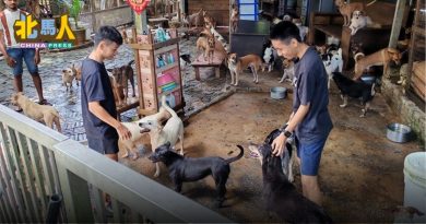 4PAWS面临搬迁 700流浪狗无家可归 方美铼：州政府关注