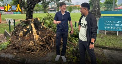 白蚁侵蚀路边树木藏隐患 市厅速派员砍伐清除