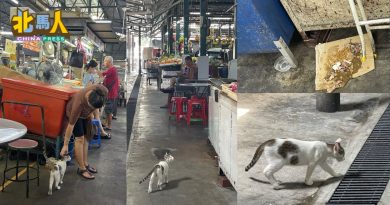 被指受虐小猫情况稳定  陈淑湘：5流浪猫已被领养