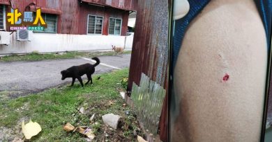 4恶犬咬伤小六生 槟岛市政厅已全数抓捕