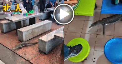 四脚蛇“大摇大摆”闯小贩中心 食客尖叫跳上椅子避难