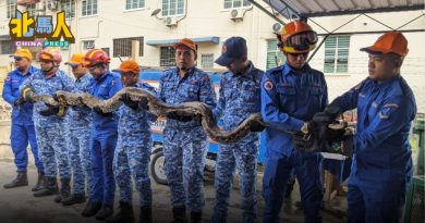 宠物猫异常反应 揭180公斤巨蟒藏屋顶