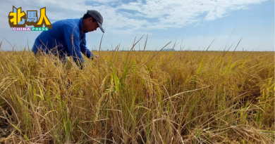 海水倒灌吞噬良田 吉打”北方米仓”告急