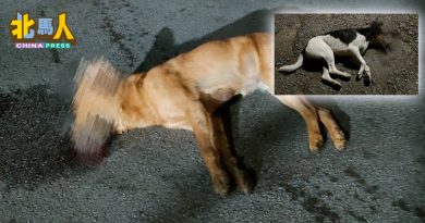 升旗山动物疑遭蓄意投毒 当局呼吁目击者提供线索