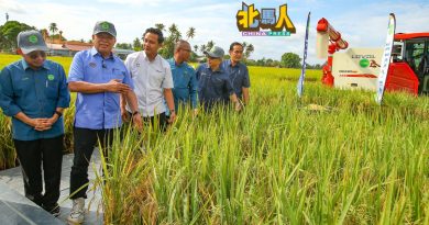 稻田区遭鸭舌草病侵害 农长：槟州威北县最严重
