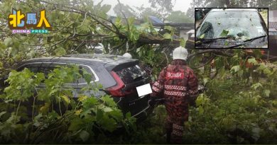 强风吹倒餐馆树木 砸中2车 幸无伤亡