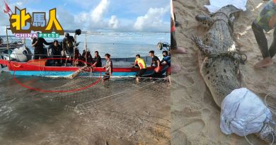 巨鳄重100公斤 约40岁 野生动物局：从河流闯入大海