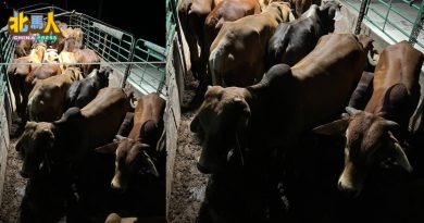 非法贩运35头牛 2男与“牛大哥”齐被扣