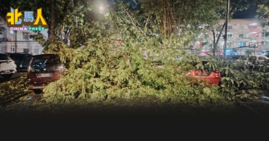 树倒压及2车 幸无人受伤