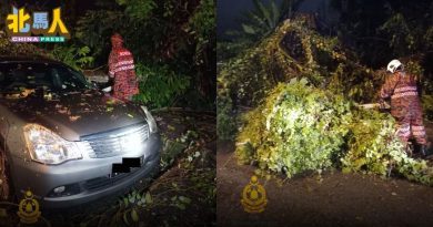 倒树击中轿车 女司机无恙