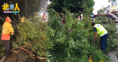 槟岛市政厅仅有2树艺师 使用科技鉴定树木状况