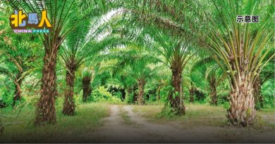 失踪后在油棕园被寻获  11岁男童全身泥泞 精神恍惚