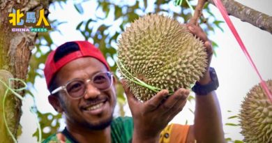 第3季榴梿开始掉落 预计到明年1月 收成较少