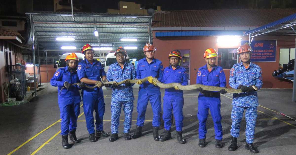 惊！ 13尺巨型眼镜王蛇 藏民宅